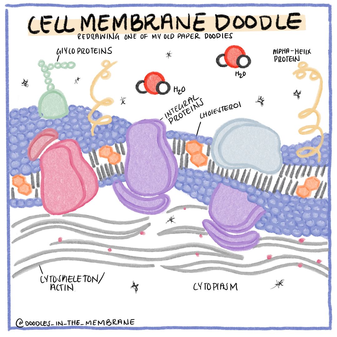 Membrane_prot